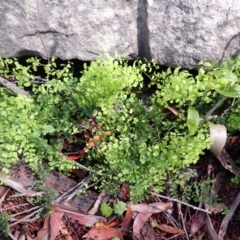 Adiantum aethiopicum (Common Maidenhair Fern) at Mittagong, NSW - 21 Dec 2023 by plants