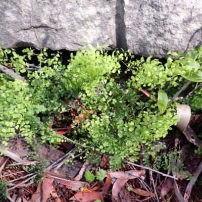 Adiantum aethiopicum (Common Maidenhair Fern) at Mittagong, NSW - 21 Dec 2023 by plants