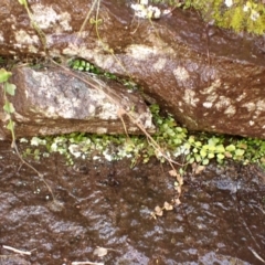 Asplenium flabellifolium (Necklace Fern) at Mittagong, NSW - 21 Dec 2023 by plants