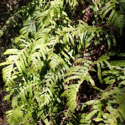 Blechnum cartilagineum (Gristle Fern) at Bowral, NSW - 21 Dec 2023 by plants