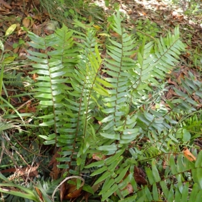 Pellaea falcata (Sickle Fern) at Bowral, NSW - 21 Dec 2023 by plants