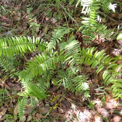 Pellaea falcata (Sickle Fern) at Bowral, NSW - 21 Dec 2023 by plants