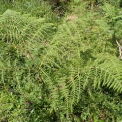 Hypolepis glandulifera (Downy Ground Fern) at Bowral, NSW - 21 Dec 2023 by plants