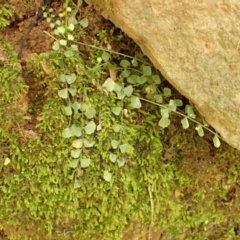 Asplenium flabellifolium (Necklace Fern) at Bowral, NSW - 21 Dec 2023 by plants