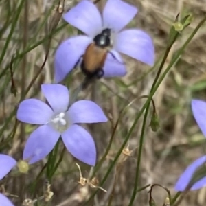 Phyllotocus navicularis at Lyons, ACT - 22 Dec 2023