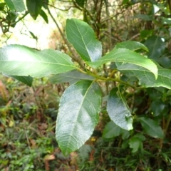 Hedycarya angustifolia (Austral Mulberry) at Mittagong, NSW - 22 Dec 2023 by plants