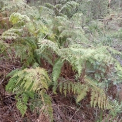 Calochlaena dubia (Rainbow Fern) at Mittagong, NSW - 22 Dec 2023 by plants