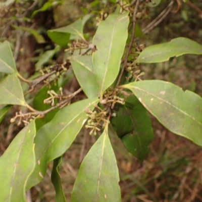 Notelaea venosa (Large Mock Olive) at Wingecarribee Local Government Area - 22 Dec 2023 by plants