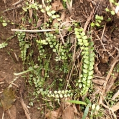 Asplenium flabellifolium (Necklace Fern) at Mittagong, NSW - 22 Dec 2023 by plants