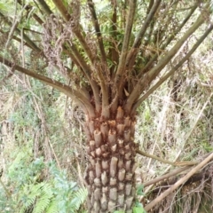 Cyathea australis subsp. australis (Rough Tree Fern) at Kangaloon, NSW - 22 Dec 2023 by plants