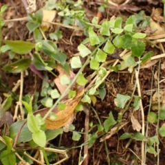 Asplenium flabellifolium (Necklace Fern) at Kangaloon, NSW - 22 Dec 2023 by plants
