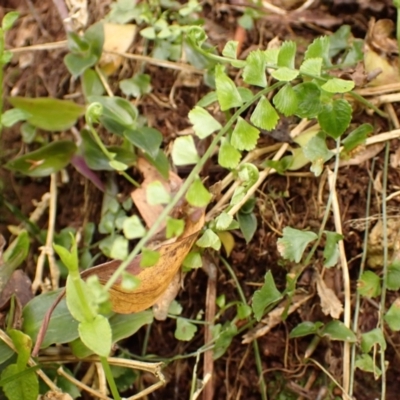 Asplenium flabellifolium (Necklace Fern) at Kangaloon, NSW - 22 Dec 2023 by plants