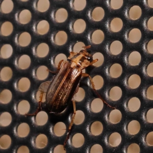 Telura sp. (genus) at Turner, ACT - 22 Dec 2023