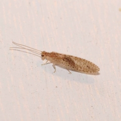 Micromus tasmaniae (Tasmanian Brown Lacewing) at Turner, ACT - 22 Dec 2023 by ConBoekel