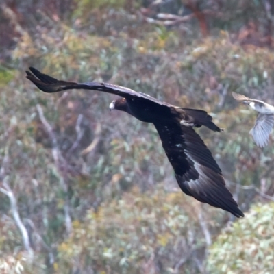 Aquila audax (Wedge-tailed Eagle) at Googong Reservoir - 22 Dec 2023 by jb2602