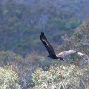 Aquila audax at Googong Reservoir - 22 Dec 2023 12:45 PM