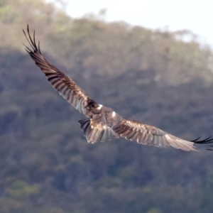 Aquila audax at Googong Reservoir - 22 Dec 2023 12:45 PM