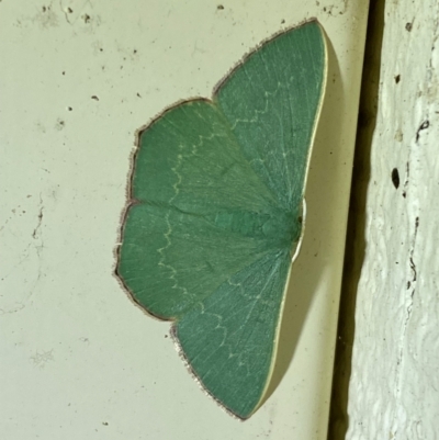 Prasinocyma semicrocea (Common Gum Emerald moth) at QPRC LGA - 22 Dec 2023 by SteveBorkowskis