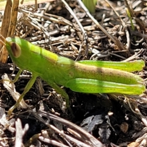 Bermius brachycerus at Molonglo River Reserve - 23 Dec 2023