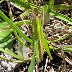 Bermius brachycerus at Molonglo River Reserve - 23 Dec 2023