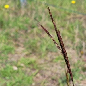 Bothriochloa macra at Molonglo River Reserve - 23 Dec 2023 10:22 AM