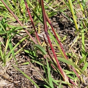 Bothriochloa macra at Molonglo River Reserve - 23 Dec 2023 10:22 AM