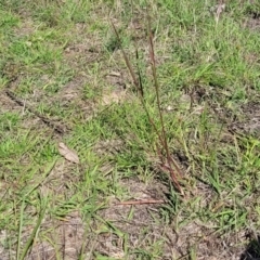 Bothriochloa macra at Molonglo River Reserve - 23 Dec 2023 10:22 AM