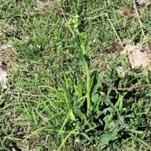 Hackelia suaveolens at Molonglo River Reserve - 23 Dec 2023