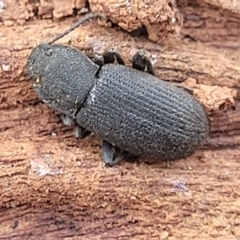 Isopteron sp. (genus) (A darkling beetle) at Molonglo River Reserve - 23 Dec 2023 by trevorpreston