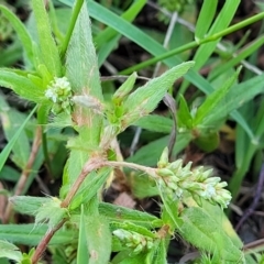 Persicaria prostrata (Creeping Knotweed) at Whitlam, ACT - 22 Dec 2023 by trevorpreston