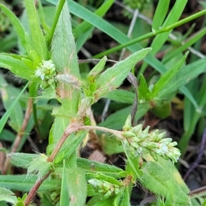 Persicaria prostrata at Kama - 23 Dec 2023