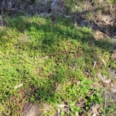 Persicaria prostrata at Kama - 23 Dec 2023