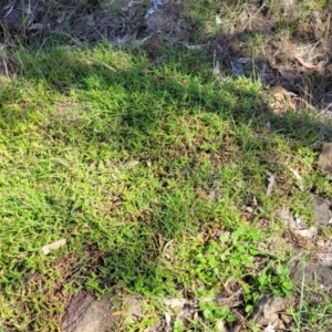 Persicaria prostrata at Kama - 23 Dec 2023