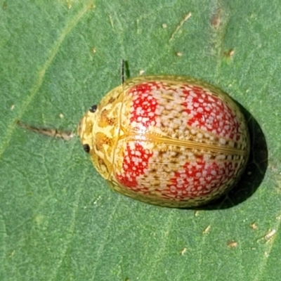 Paropsisterna fastidiosa (Eucalyptus leaf beetle) at Kama - 22 Dec 2023 by trevorpreston