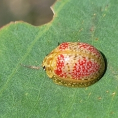 Paropsisterna fastidiosa at Kama - 23 Dec 2023