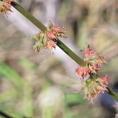 Rumex brownii (Slender Dock) at Whitlam, ACT - 22 Dec 2023 by trevorpreston