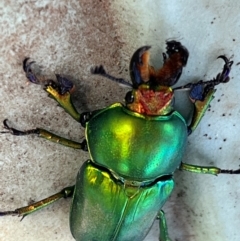 Lamprima aurata (Golden stag beetle) at Cook, ACT - 23 Dec 2023 by Spar