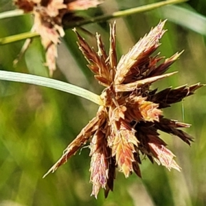 Cyperus lhotskyanus at Kama - 23 Dec 2023