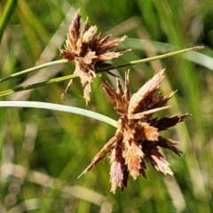 Cyperus lhotskyanus at Kama - 23 Dec 2023