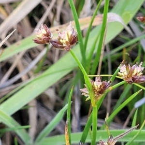 Juncus articulatus subsp. articulatus at Kama - 23 Dec 2023