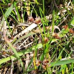 Juncus articulatus subsp. articulatus at Kama - 23 Dec 2023