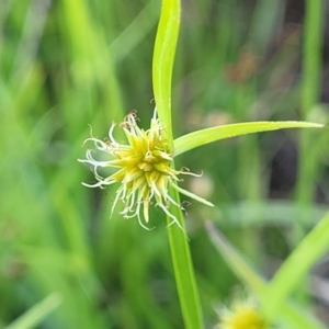 Cyperus sphaeroideus at Kama - 23 Dec 2023 10:03 AM