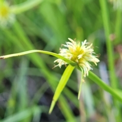 Cyperus sphaeroideus at Kama - 23 Dec 2023