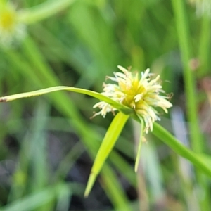 Cyperus sphaeroideus at Kama - 23 Dec 2023