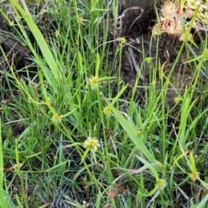 Cyperus sphaeroideus at Kama - 23 Dec 2023