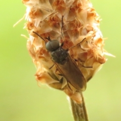 Exaireta spinigera (Garden Soldier Fly) at Fadden, ACT - 22 Dec 2023 by KumikoCallaway