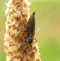 Inopus rubriceps (Sugarcane Soldier Fly) at Fadden Pines (FAD) - 22 Dec 2023 by KumikoCallaway