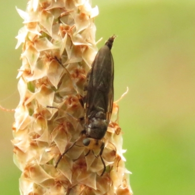 Inopus rubriceps (Sugarcane Soldier Fly) at Fadden Pines (FAD) - 22 Dec 2023 by KumikoCallaway