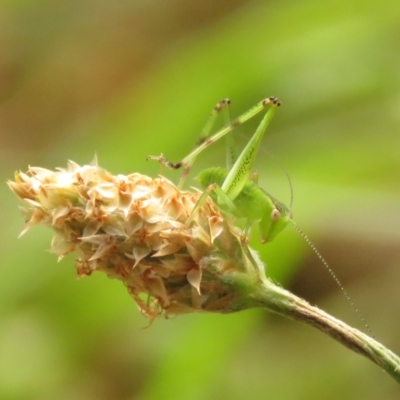 Caedicia simplex (Common Garden Katydid) at Fadden Pines (FAD) - 23 Dec 2023 by KumikoCallaway