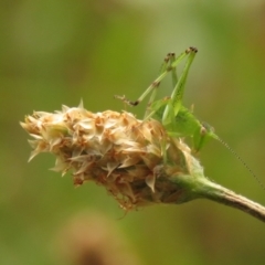 Caedicia simplex at Fadden Pines (FAD) - 23 Dec 2023